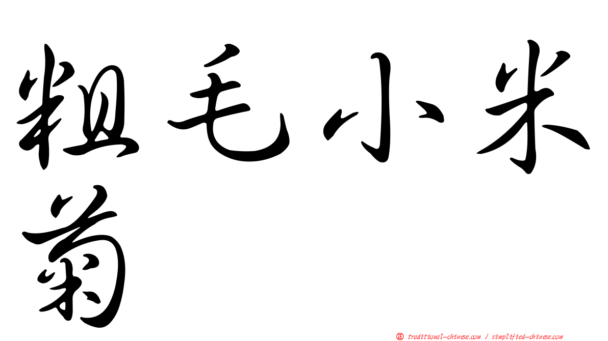粗毛小米菊