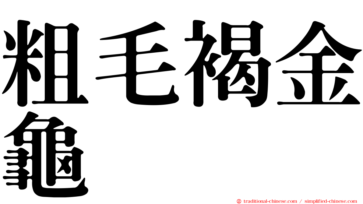 粗毛褐金龜
