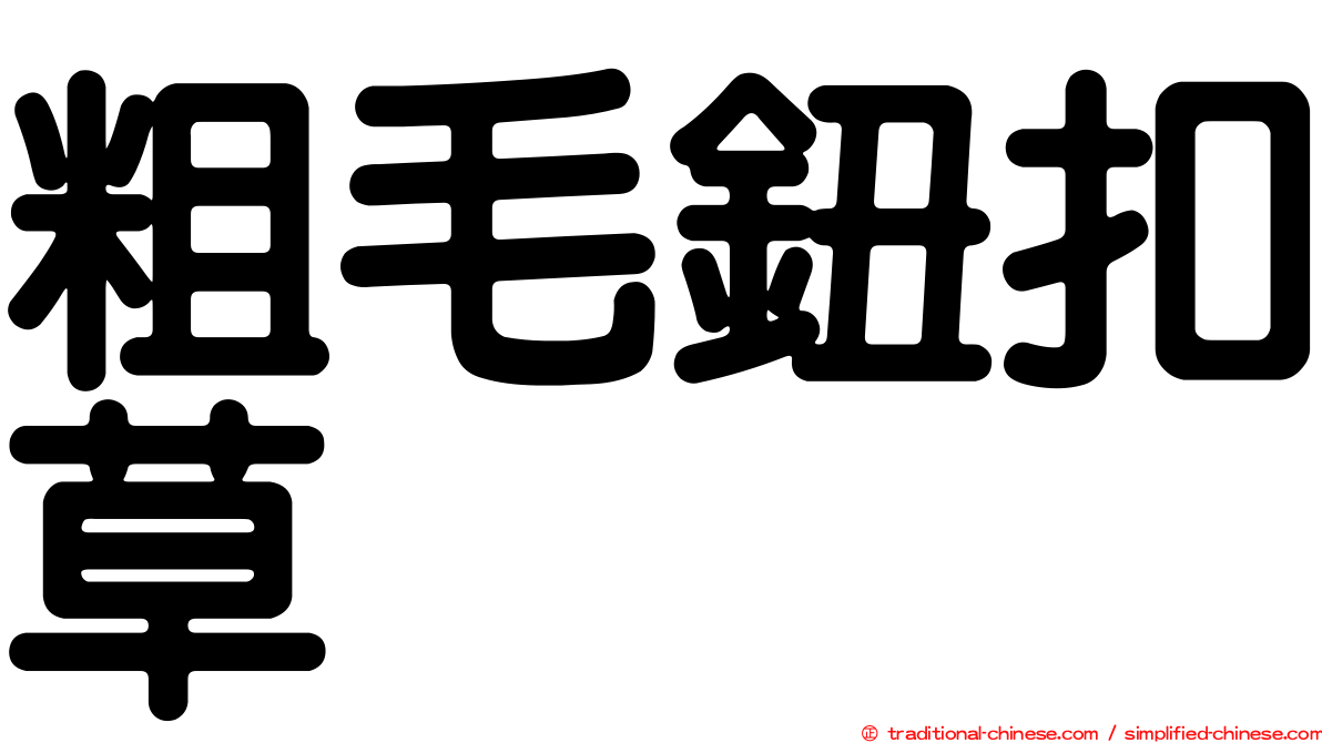 粗毛鈕扣草
