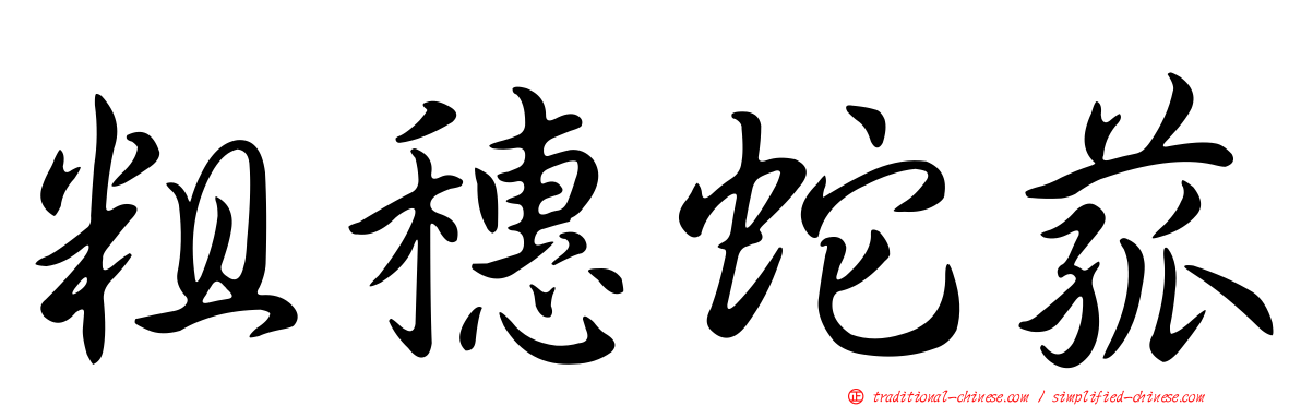 粗穗蛇菰