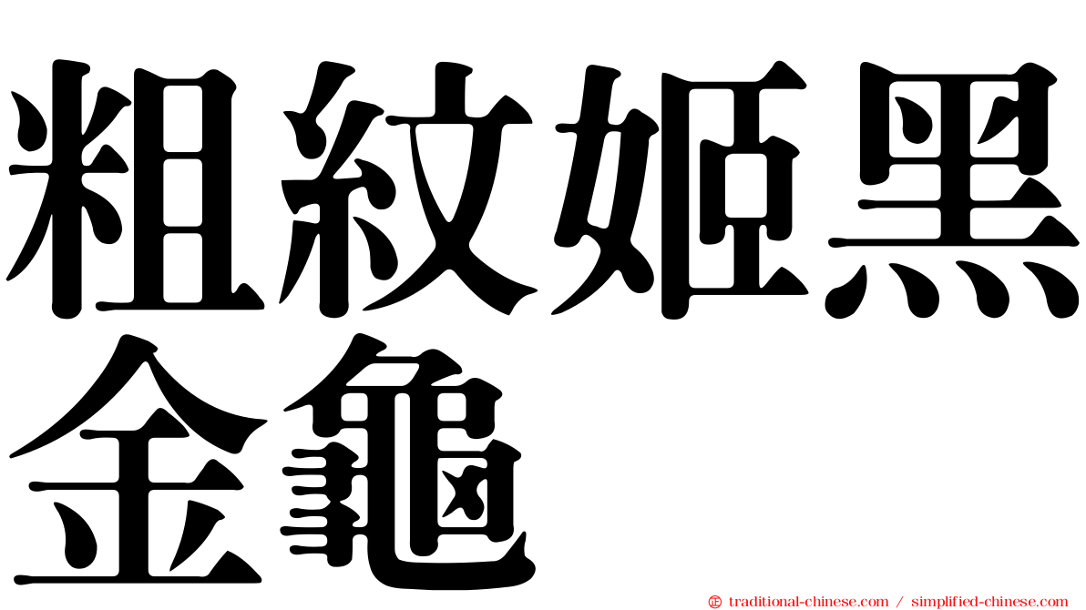 粗紋姬黑金龜