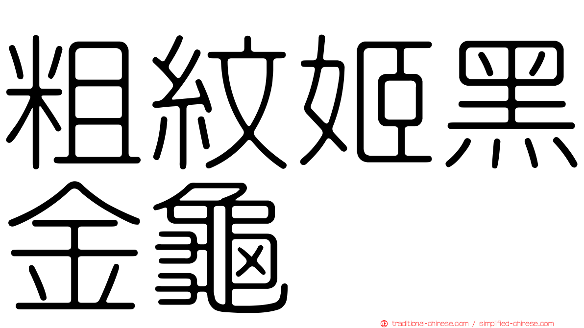 粗紋姬黑金龜