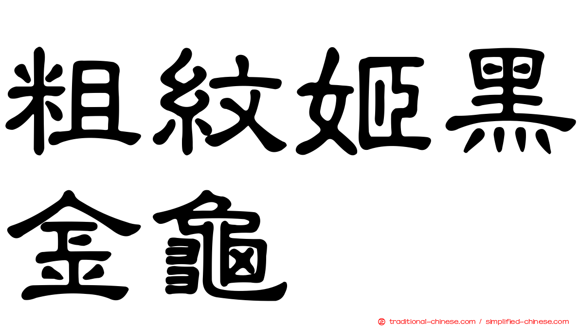 粗紋姬黑金龜
