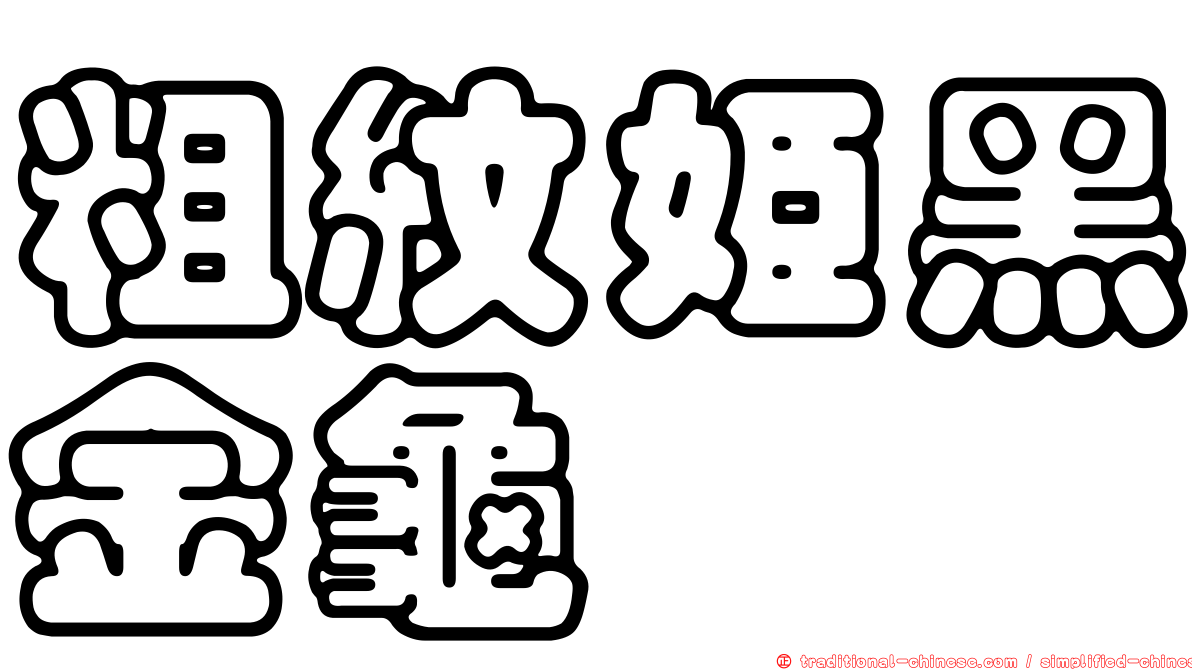 粗紋姬黑金龜