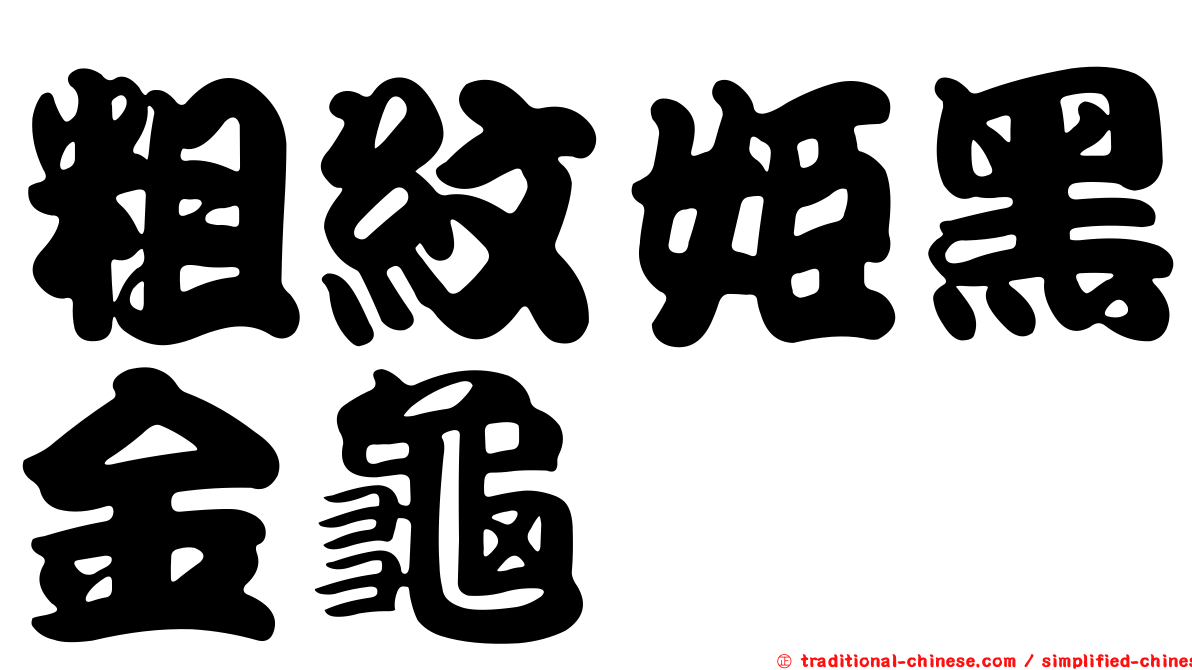 粗紋姬黑金龜