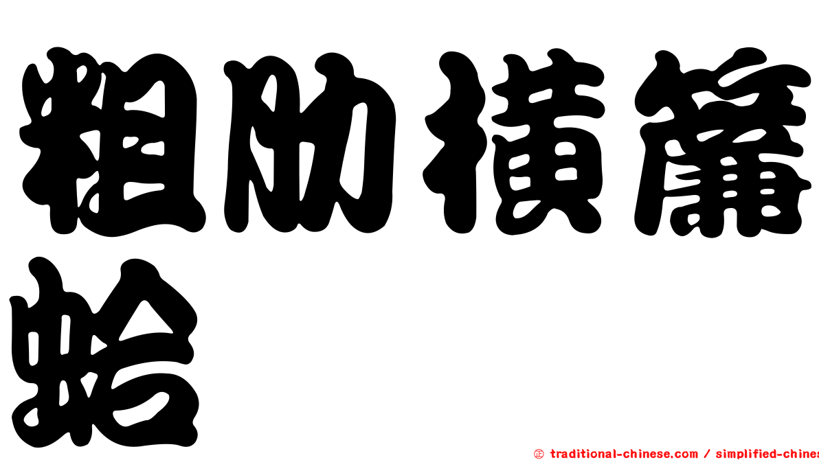 粗肋橫簾蛤
