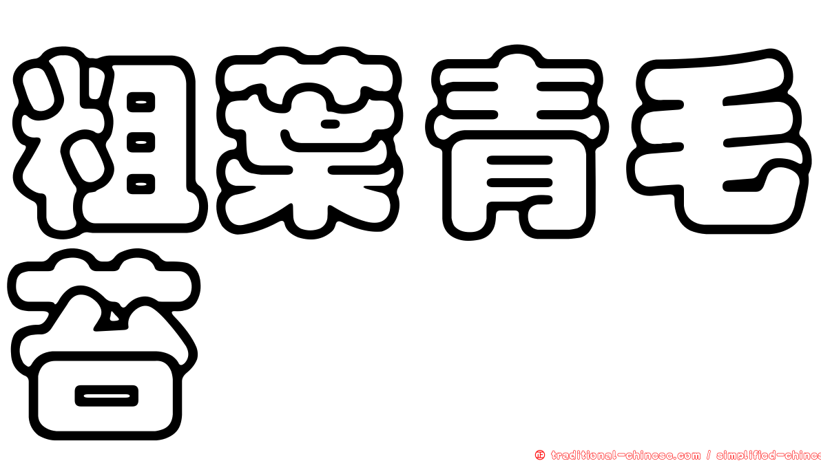 粗葉青毛苔