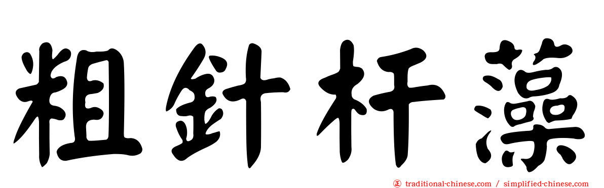 粗針杆藻