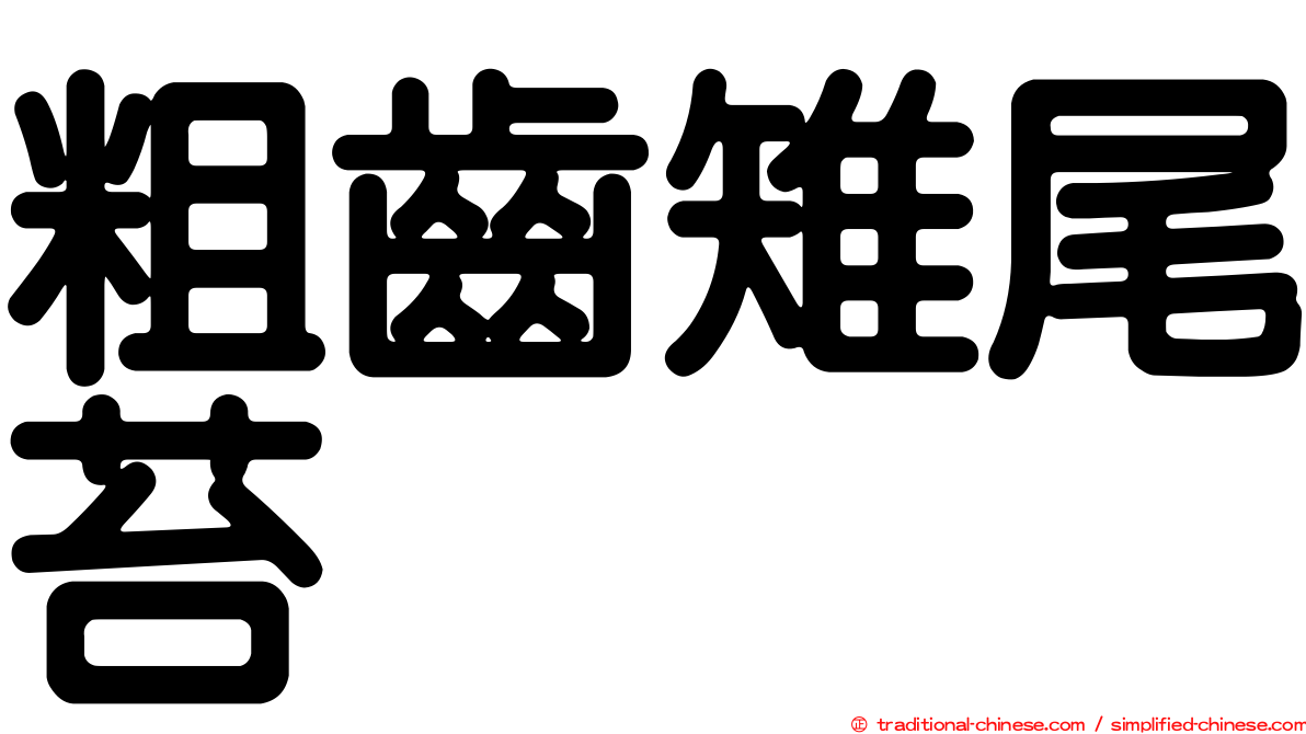 粗齒雉尾苔
