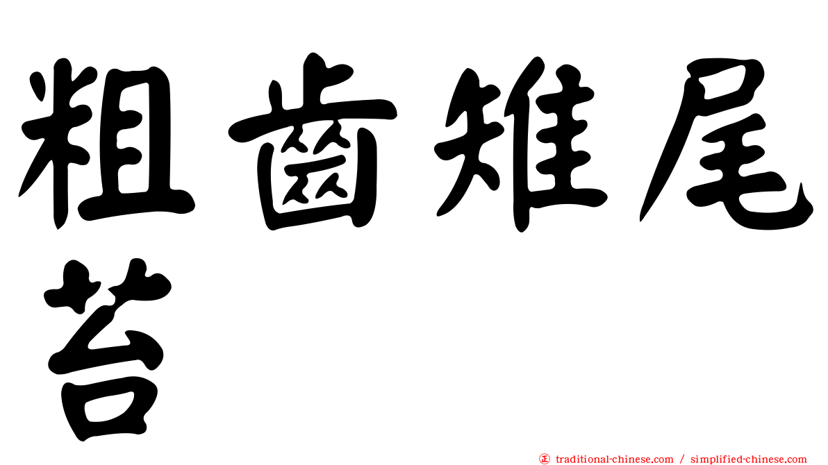 粗齒雉尾苔