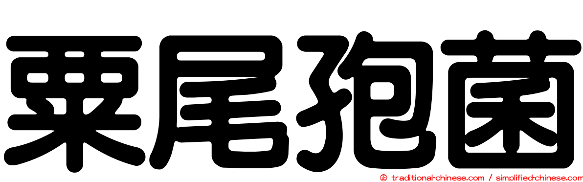 粟尾孢菌