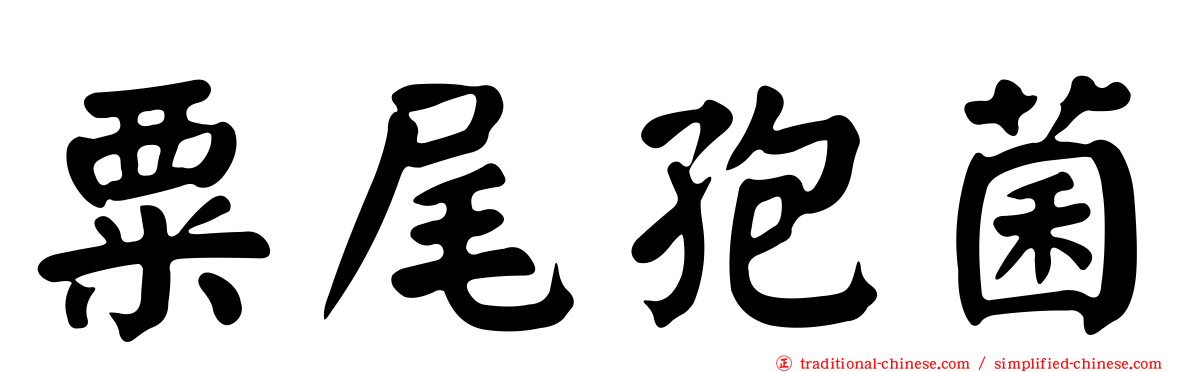 粟尾孢菌