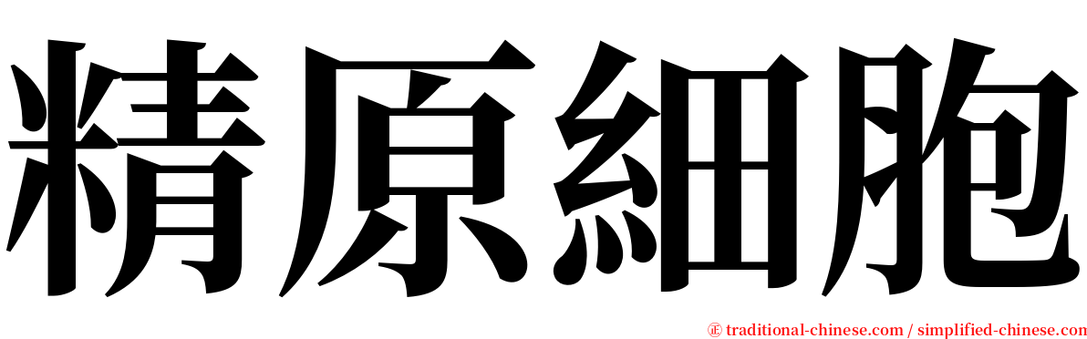 精原細胞 serif font
