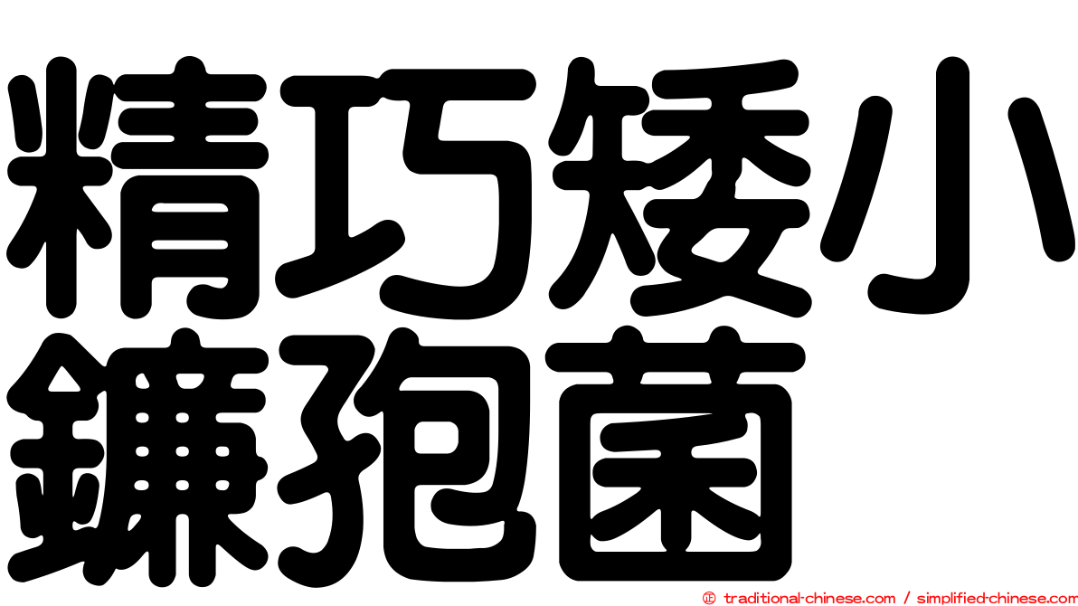 精巧矮小鐮孢菌
