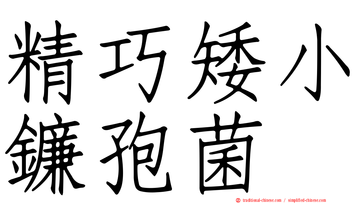 精巧矮小鐮孢菌