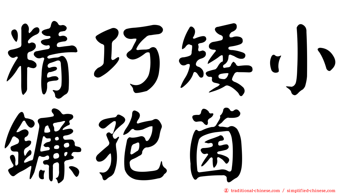 精巧矮小鐮孢菌