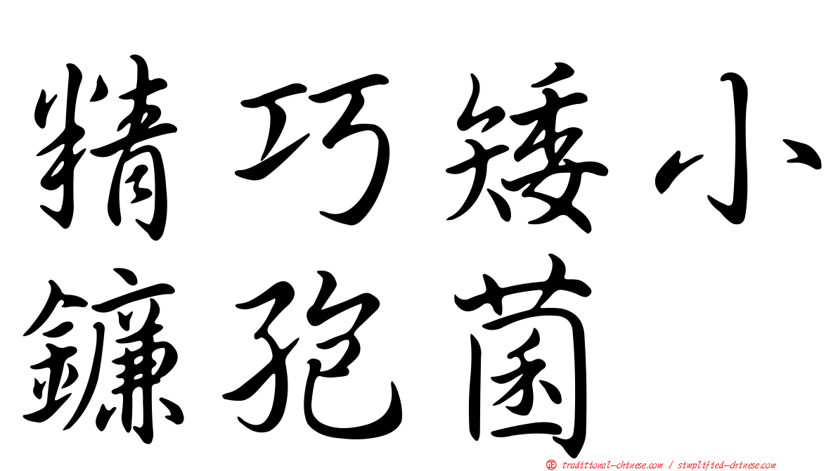 精巧矮小鐮孢菌