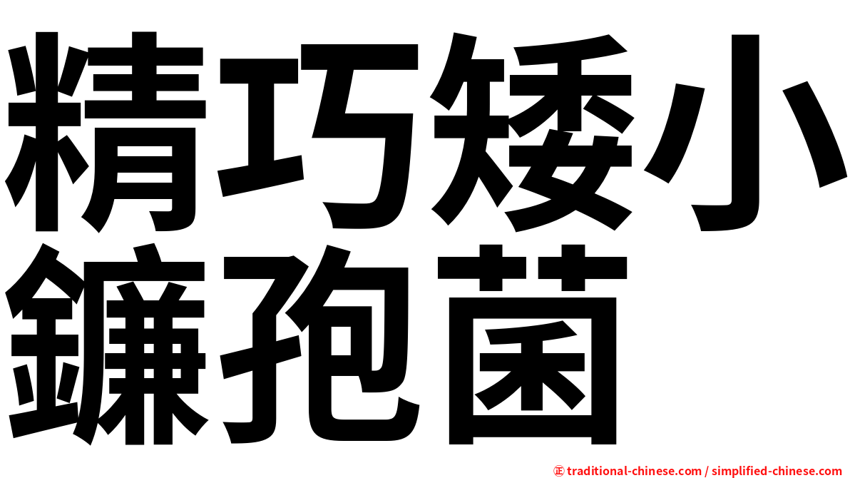 精巧矮小鐮孢菌