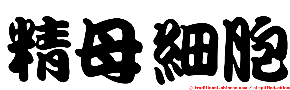精母細胞