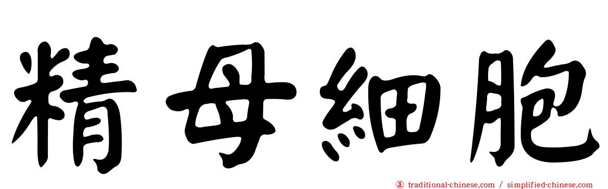 精母細胞