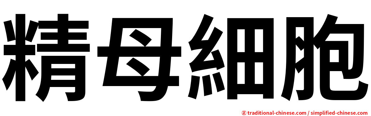 精母細胞