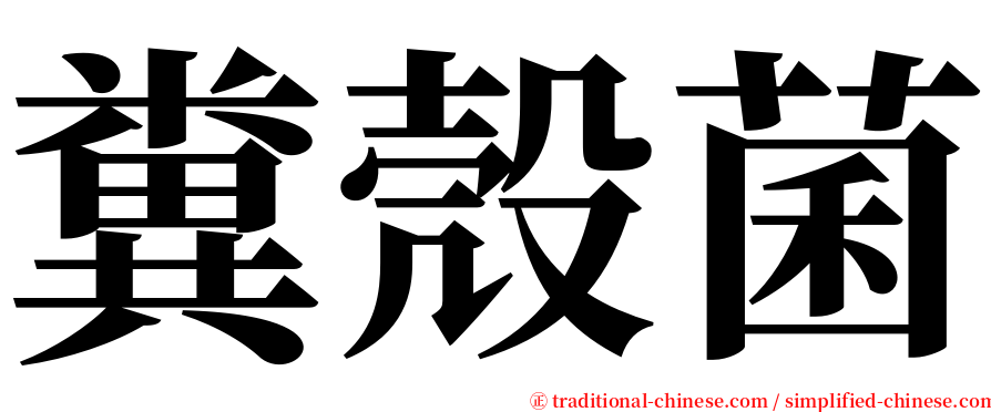 糞殼菌 serif font