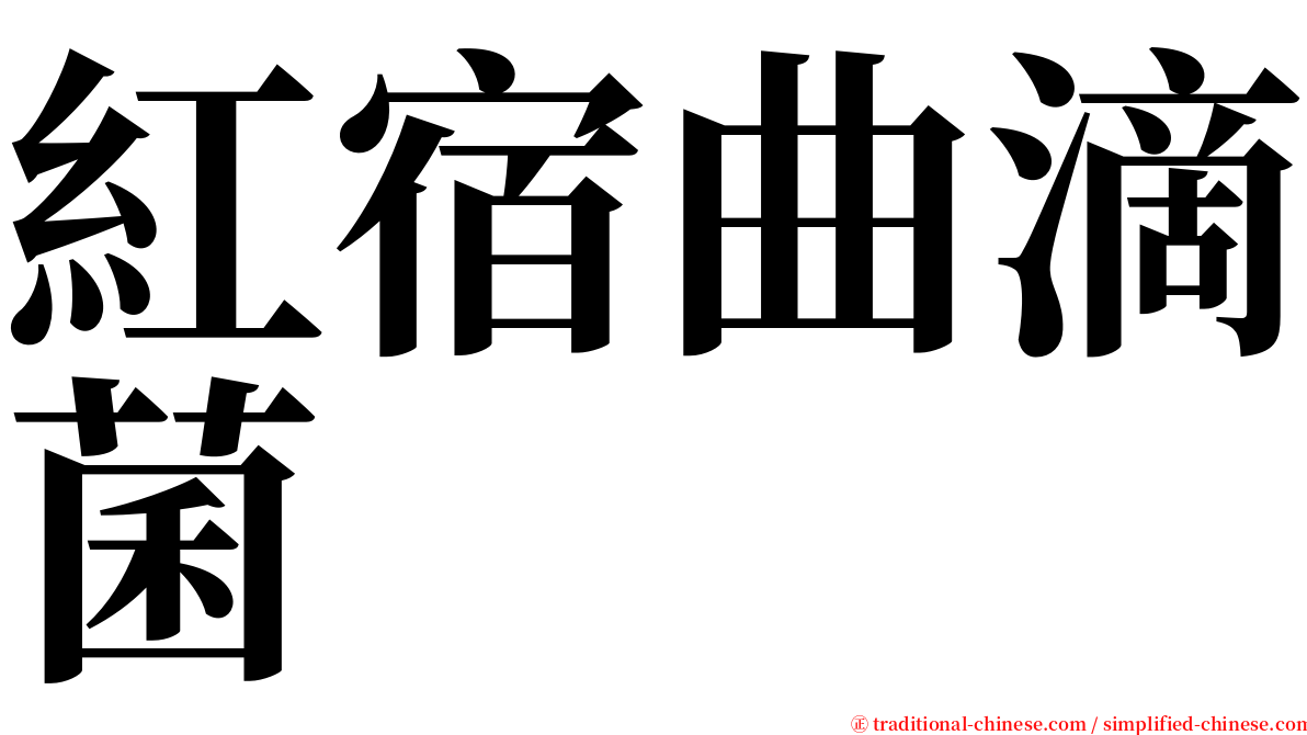 紅宿曲滴菌 serif font