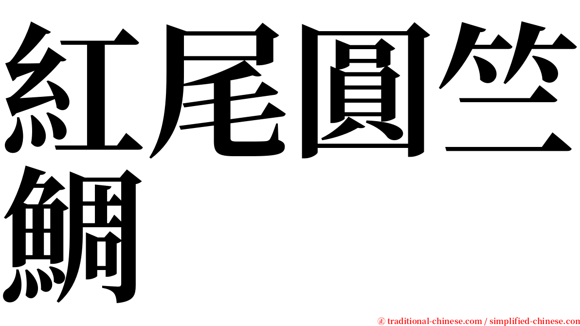 紅尾圓竺鯛 serif font