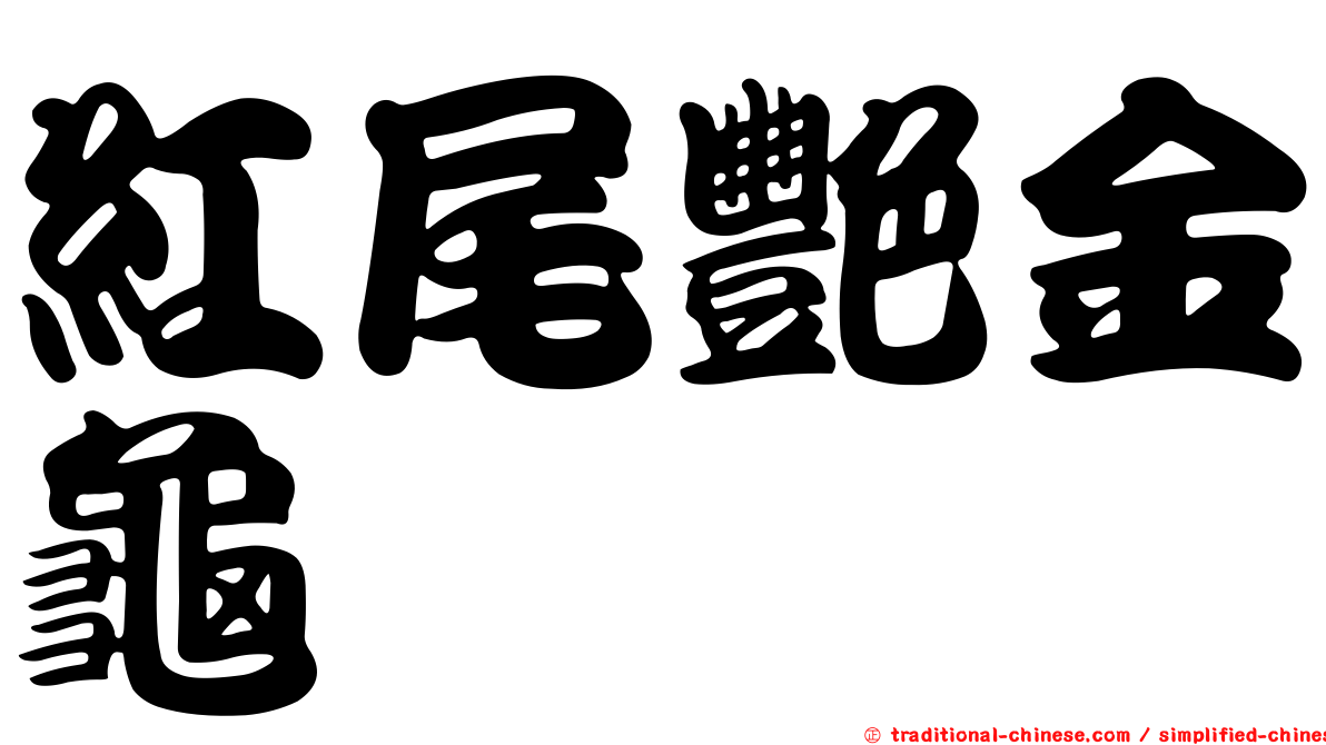 紅尾艷金龜