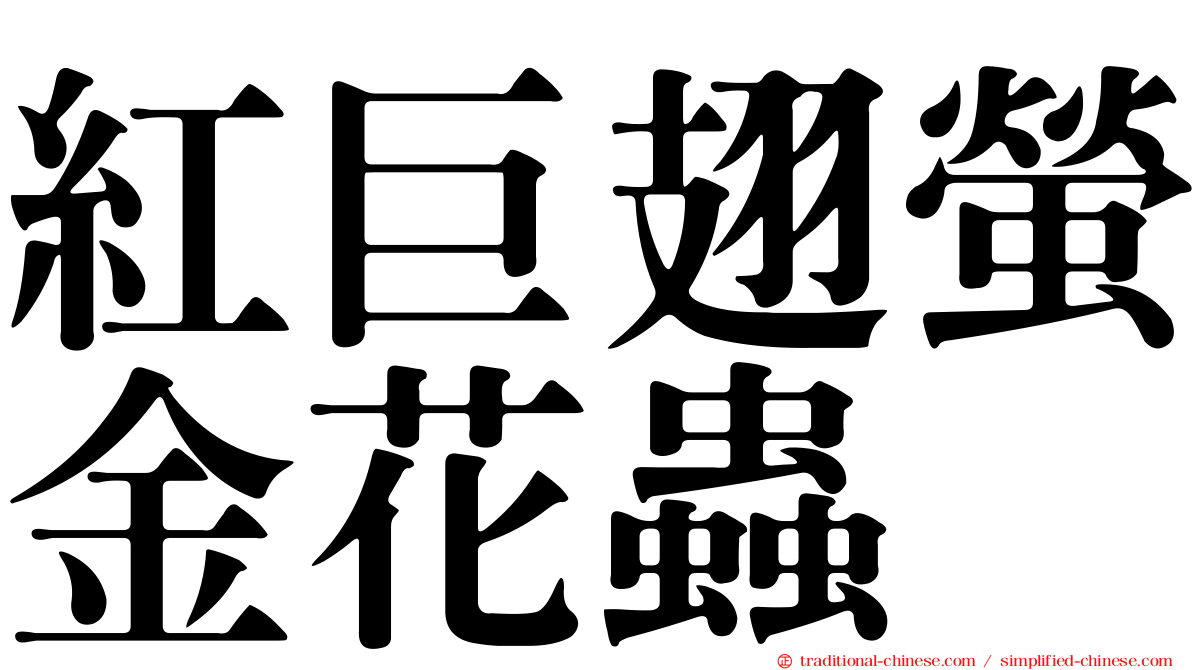 紅巨翅螢金花蟲