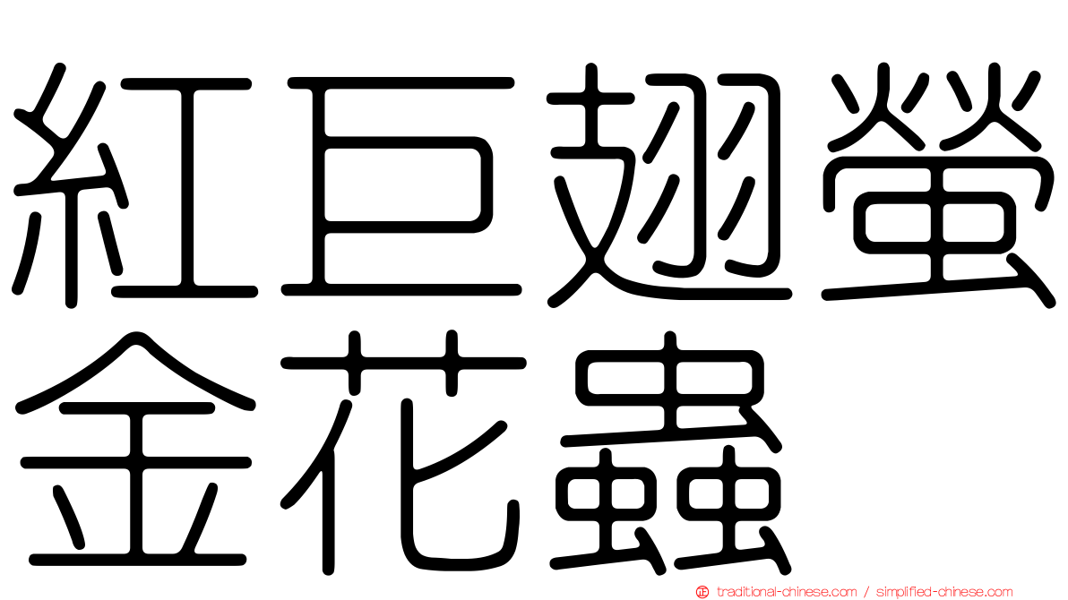 紅巨翅螢金花蟲