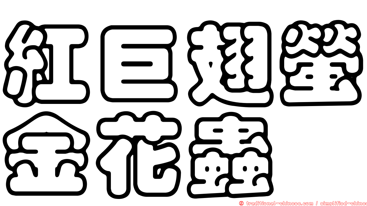 紅巨翅螢金花蟲
