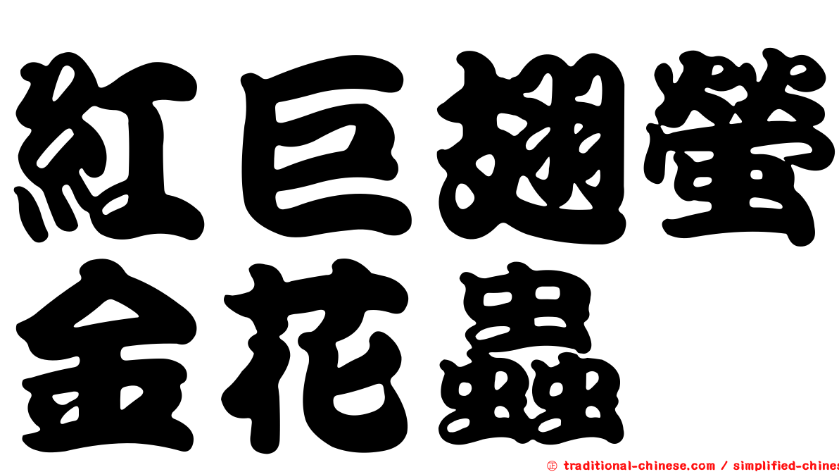 紅巨翅螢金花蟲
