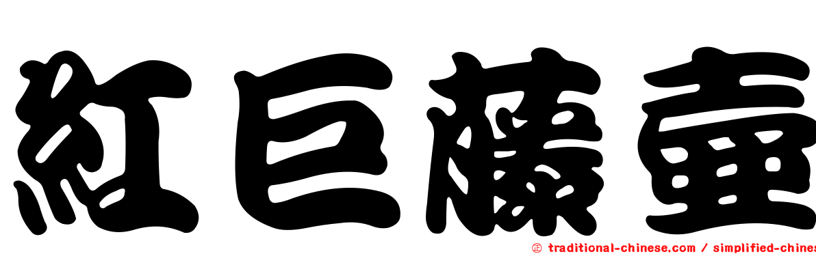 紅巨藤壺