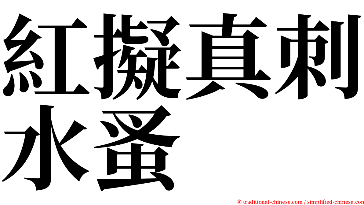 紅擬真刺水蚤 serif font