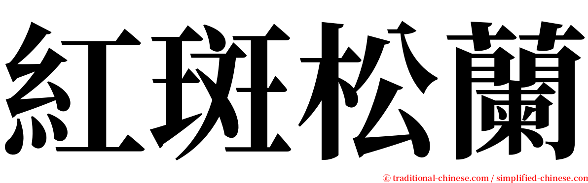 紅斑松蘭 serif font