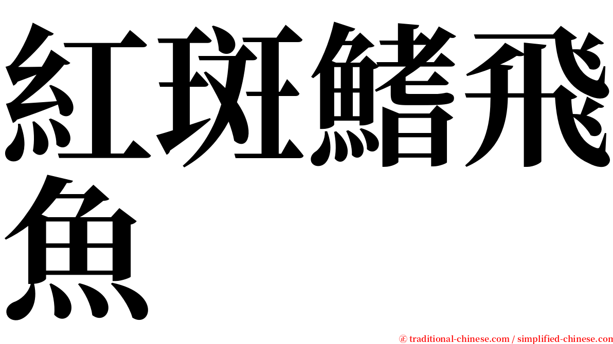 紅斑鰭飛魚 serif font