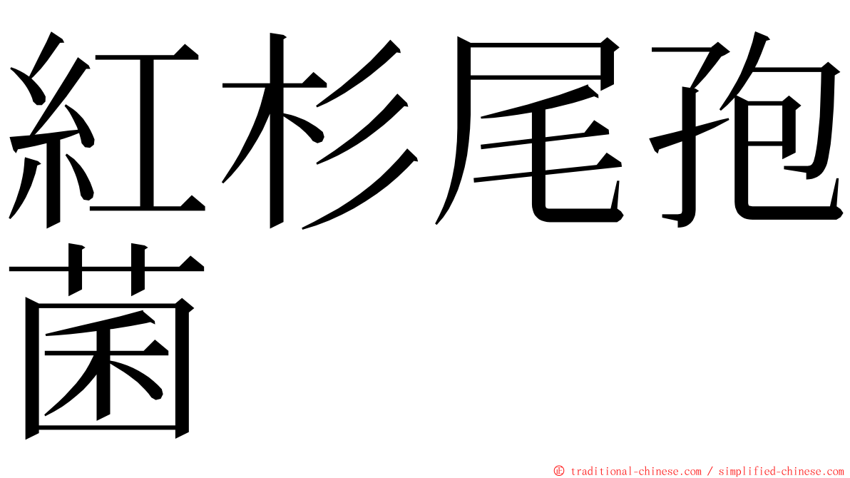 紅杉尾孢菌 ming font