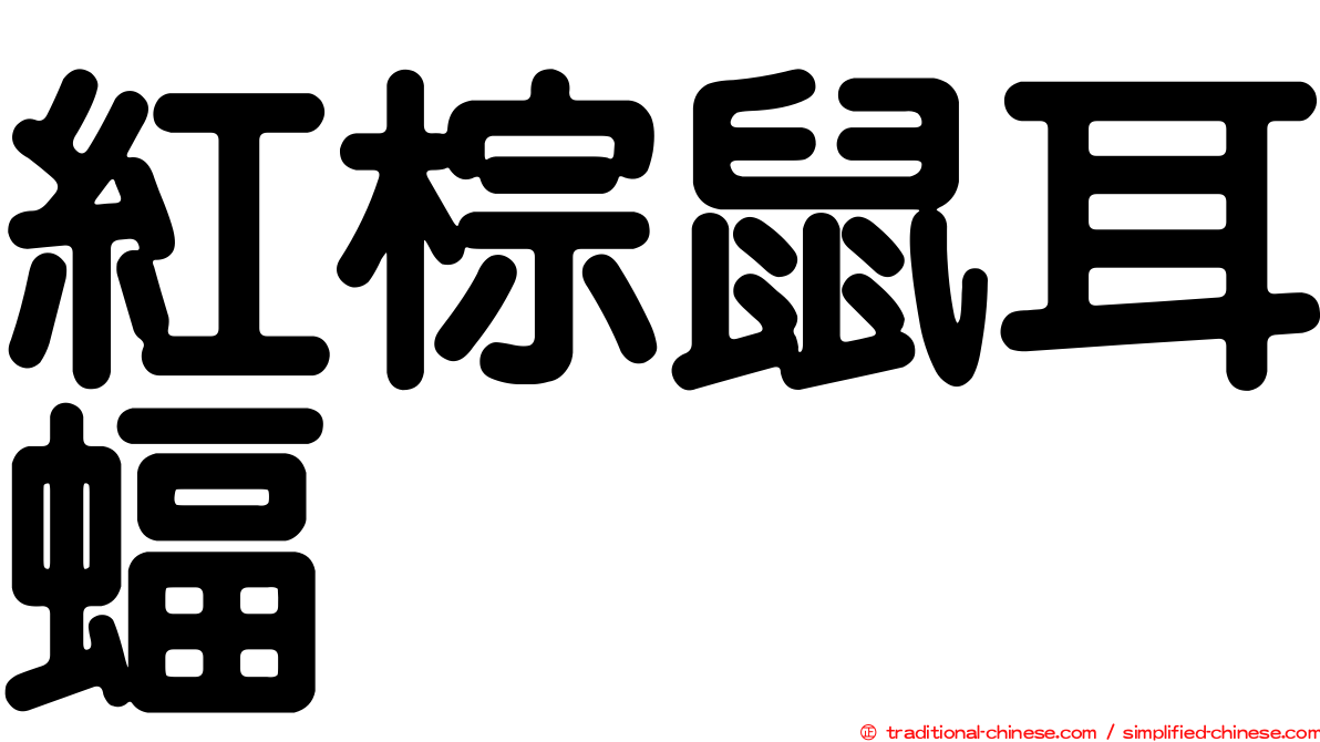 紅棕鼠耳蝠