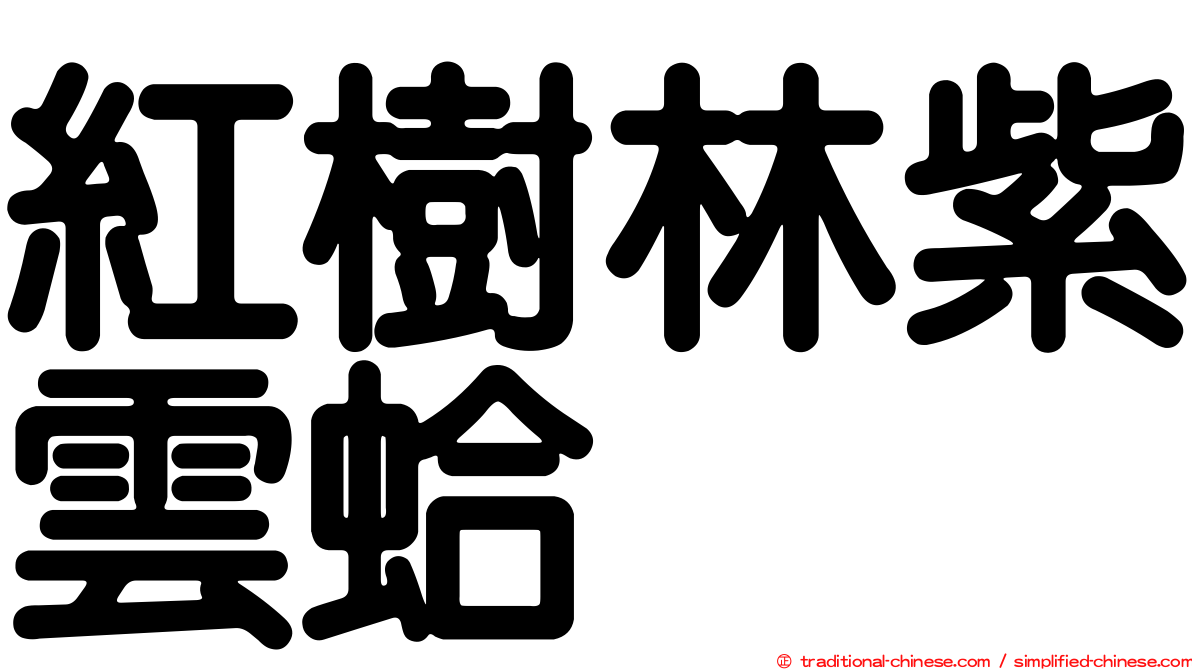 紅樹林紫雲蛤