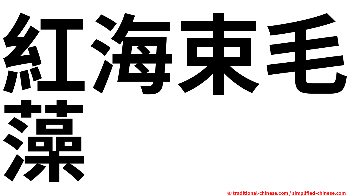紅海束毛藻