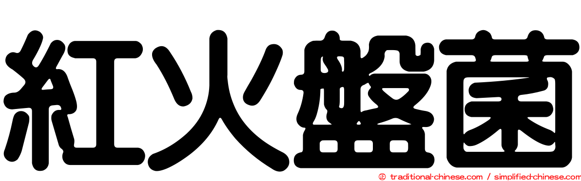 紅火盤菌