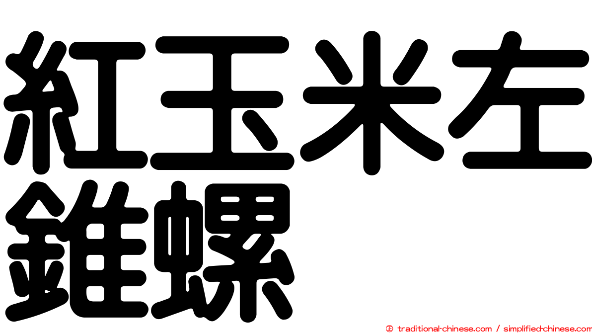 紅玉米左錐螺