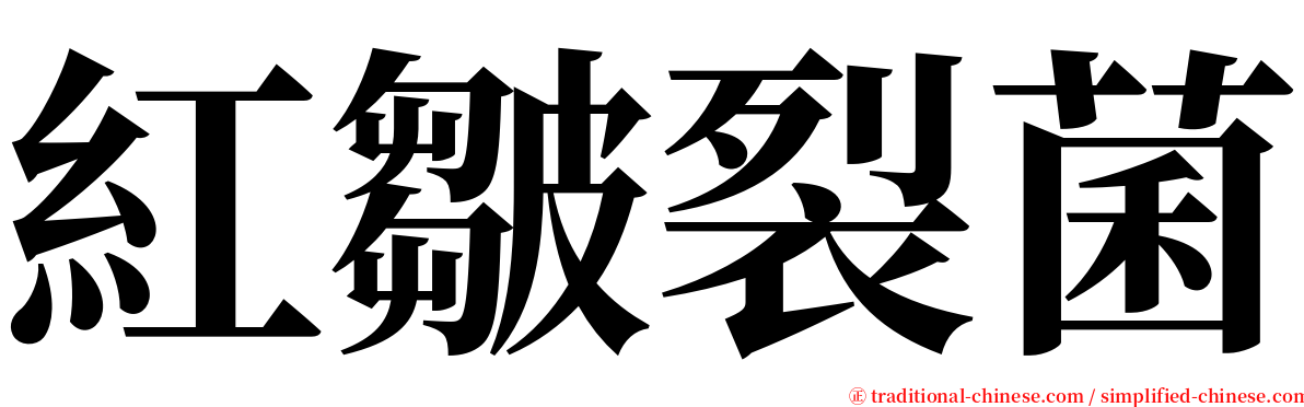 紅皺裂菌 serif font