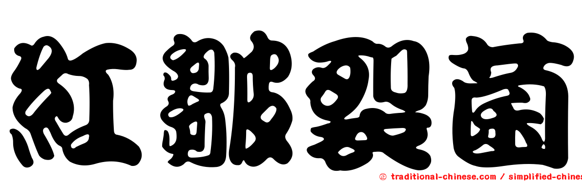 紅皺裂菌