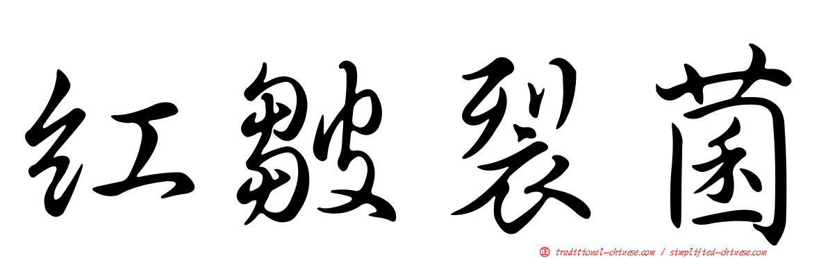 紅皺裂菌