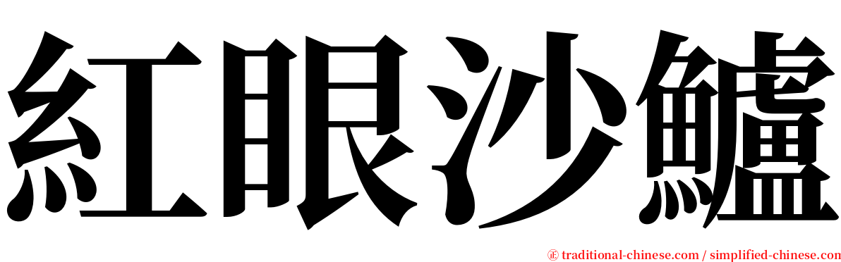 紅眼沙鱸 serif font