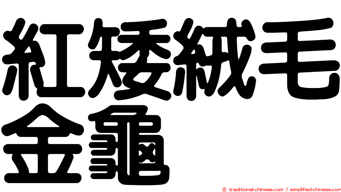 紅矮絨毛金龜