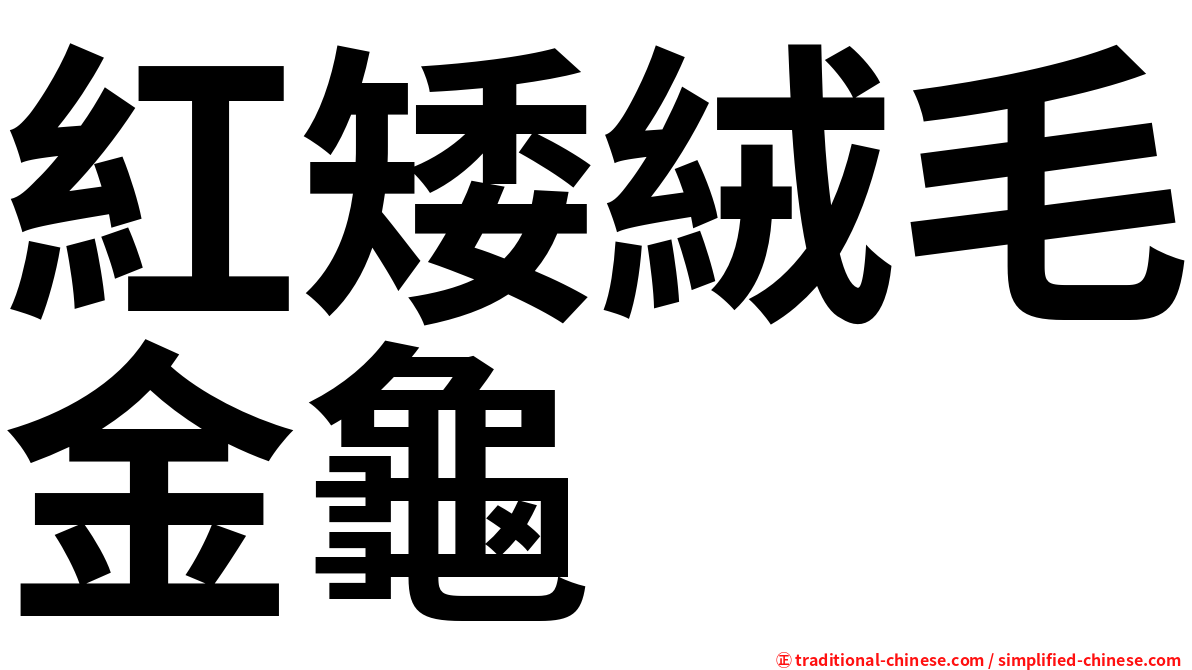 紅矮絨毛金龜