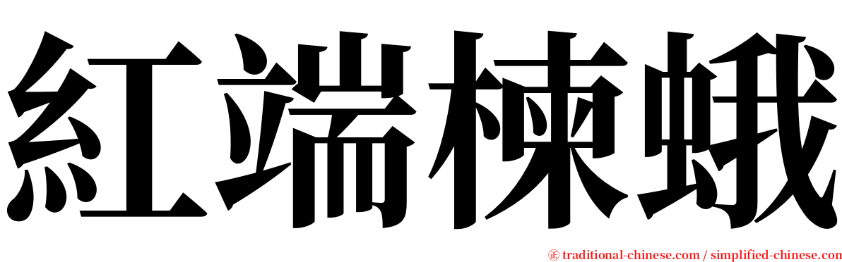 紅端楝蛾 serif font